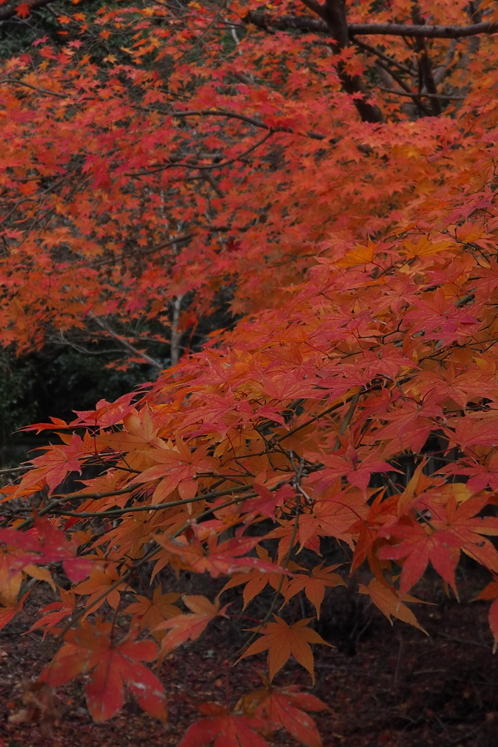 渋き紅 今年最後の 紅葉狩り