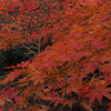 渋き紅 今年最後の 紅葉狩り