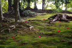 木の根這ふ 苔の斜面に 花は散し