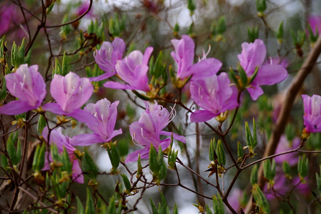 ひっそりと 桜の後の ツツジかな