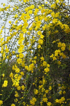 黄梅や 際立つ黄色 花の列
