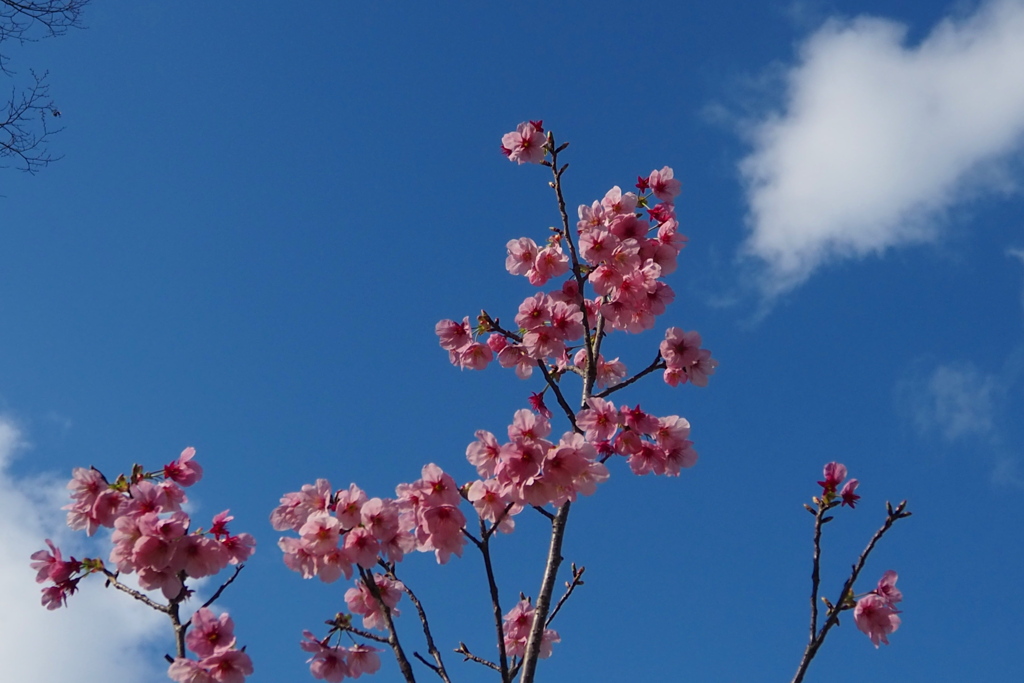 お先にと 陽光桜 微笑みて