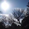 優し陽や 冬の木立の シルエット