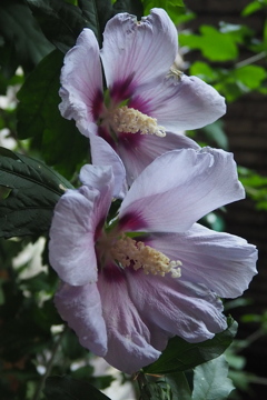 梅雨最中 ひっそり開花 ムクゲ花