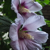 梅雨最中 ひっそり開花 ムクゲ花