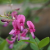 うつむきて どこか控えめ 萩の花