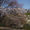 色ありて 北堀公園 春爛漫