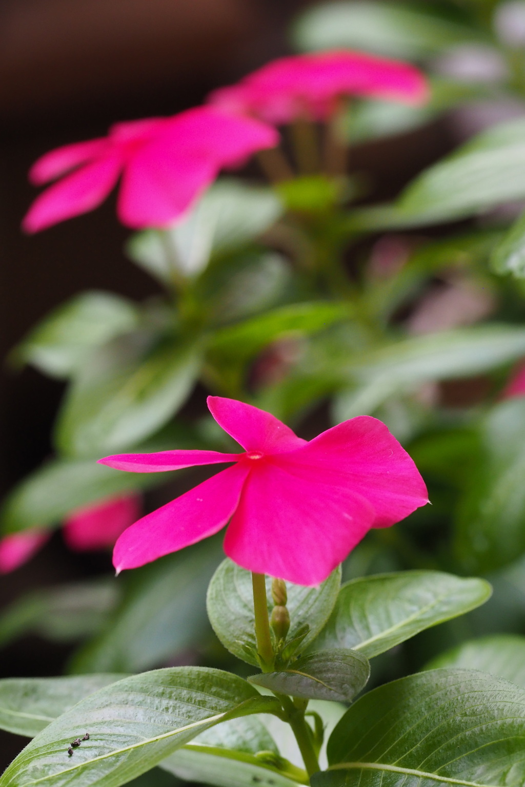 紅の花 夏に微笑む 人目引く