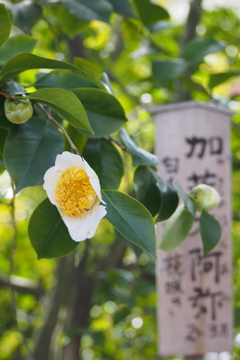 しべの花 加茂本阿弥（かものほんあみ）二重花