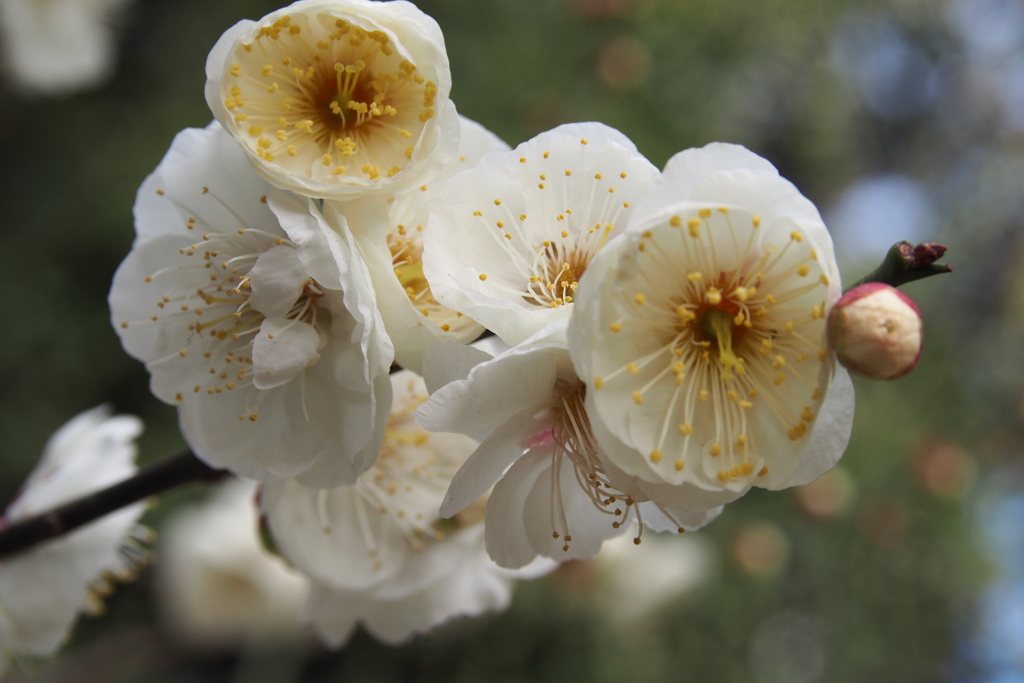 白梅や 所狭しと 花六輪