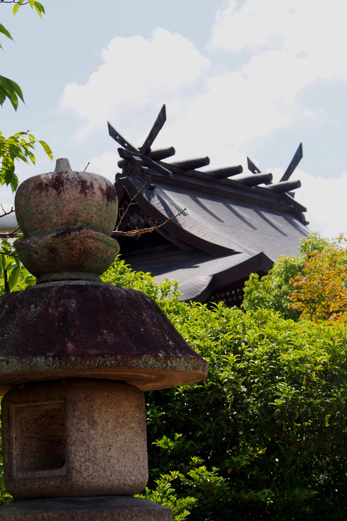 夏近し 神社鰹木 影つくる