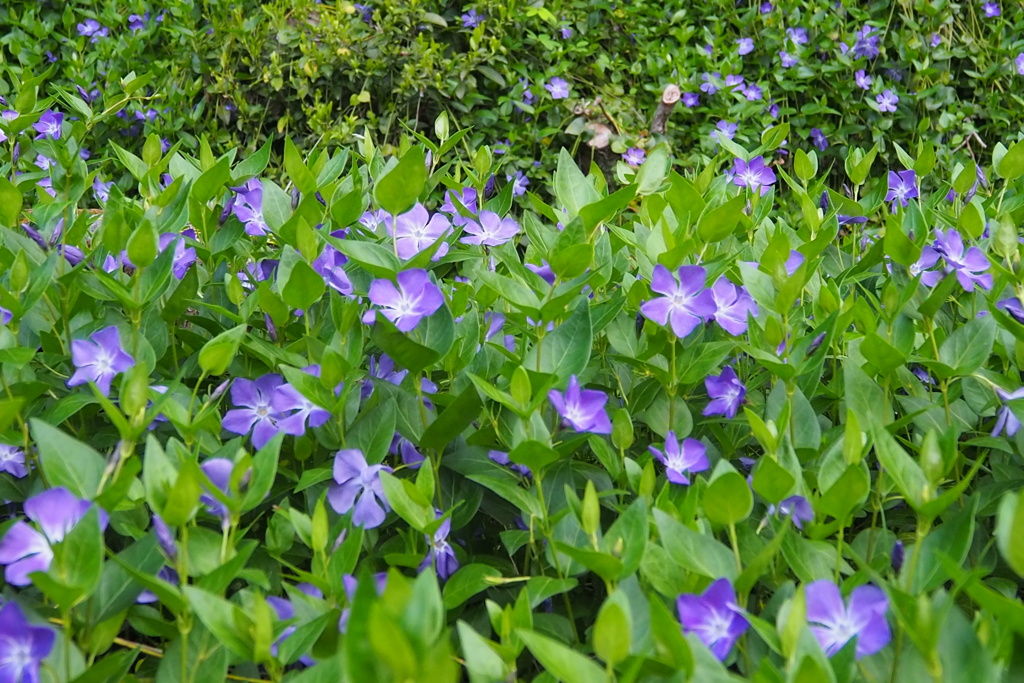 「お疲れ！」と ニチニチソウの 花の群れ