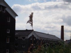 冬の日や 酒蔵脇の ウォーク道