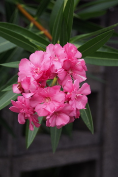 星の葉と 手毬の花や 姿良し