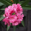 星の葉と 手毬の花や 姿良し