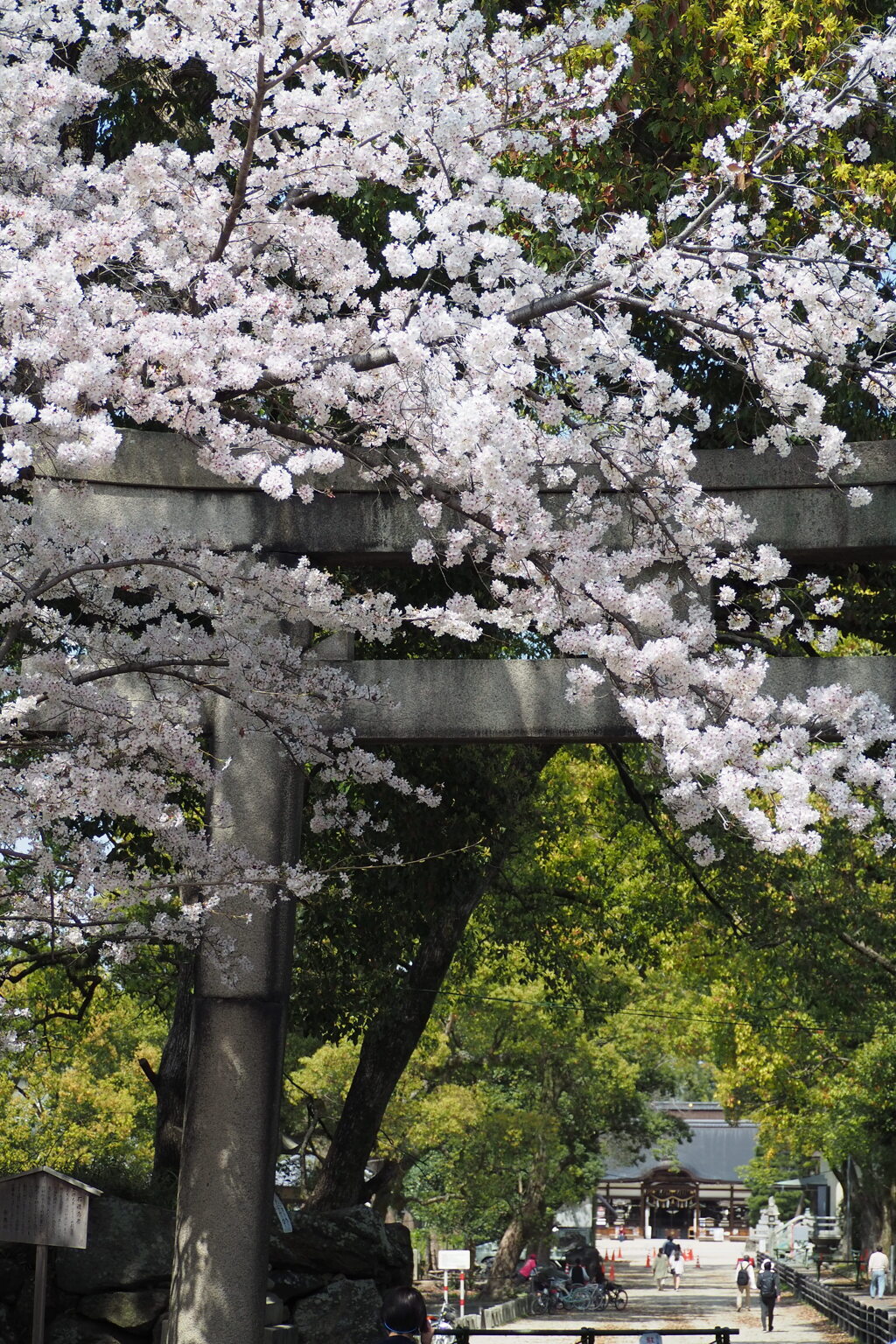 さくら愛で 神社お参り 得気分