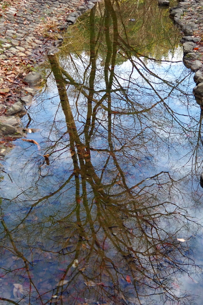 水鏡や 映し出したる 冬の木々