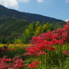秋晴れのウォーク 曼珠沙華愛でつつ