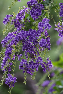 デュランタや 枝垂れて涼し 花の色