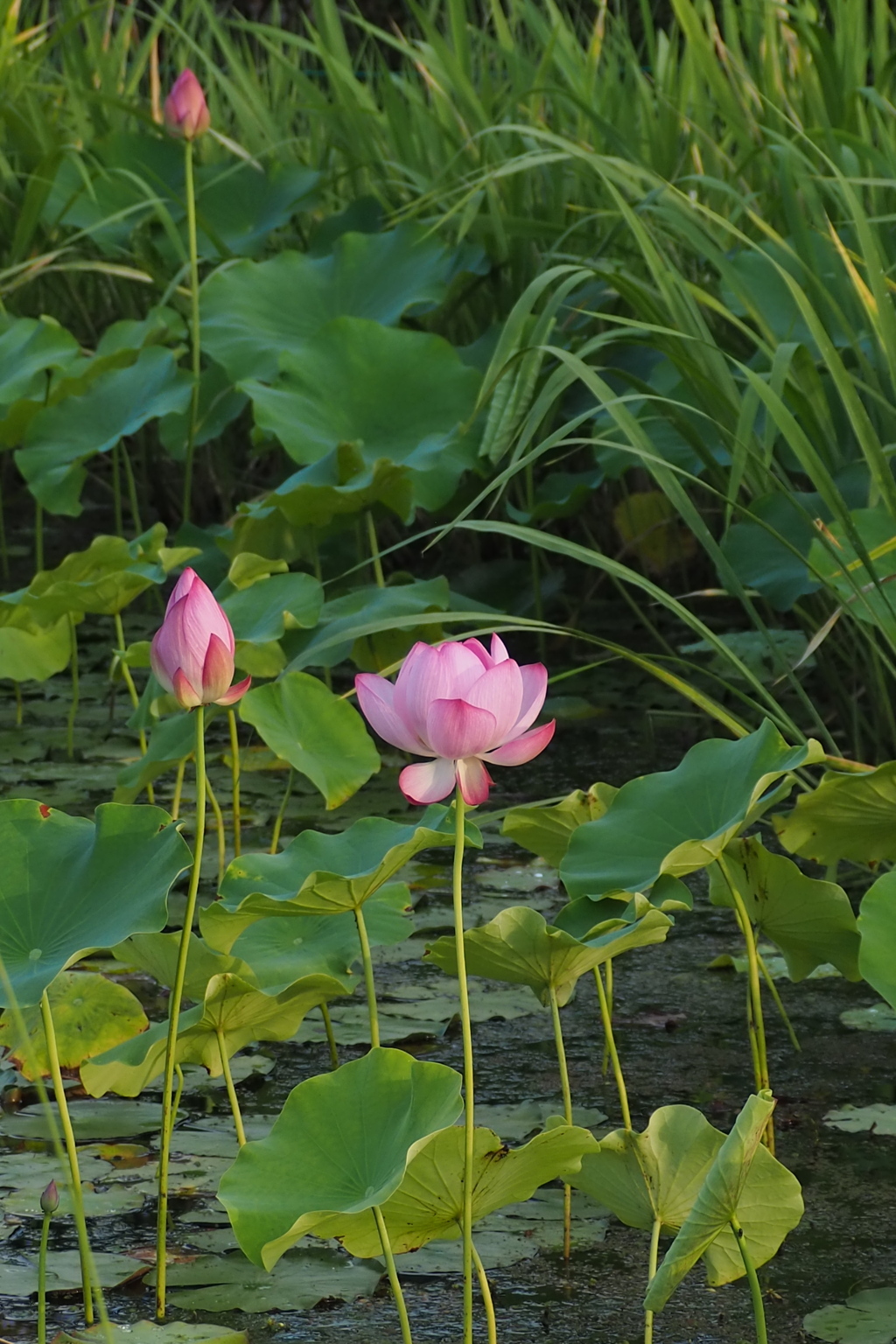 蓮華や 池三輪の 灯りかな