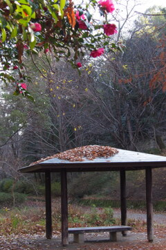 山茶花と 東屋落ち葉 冬の園