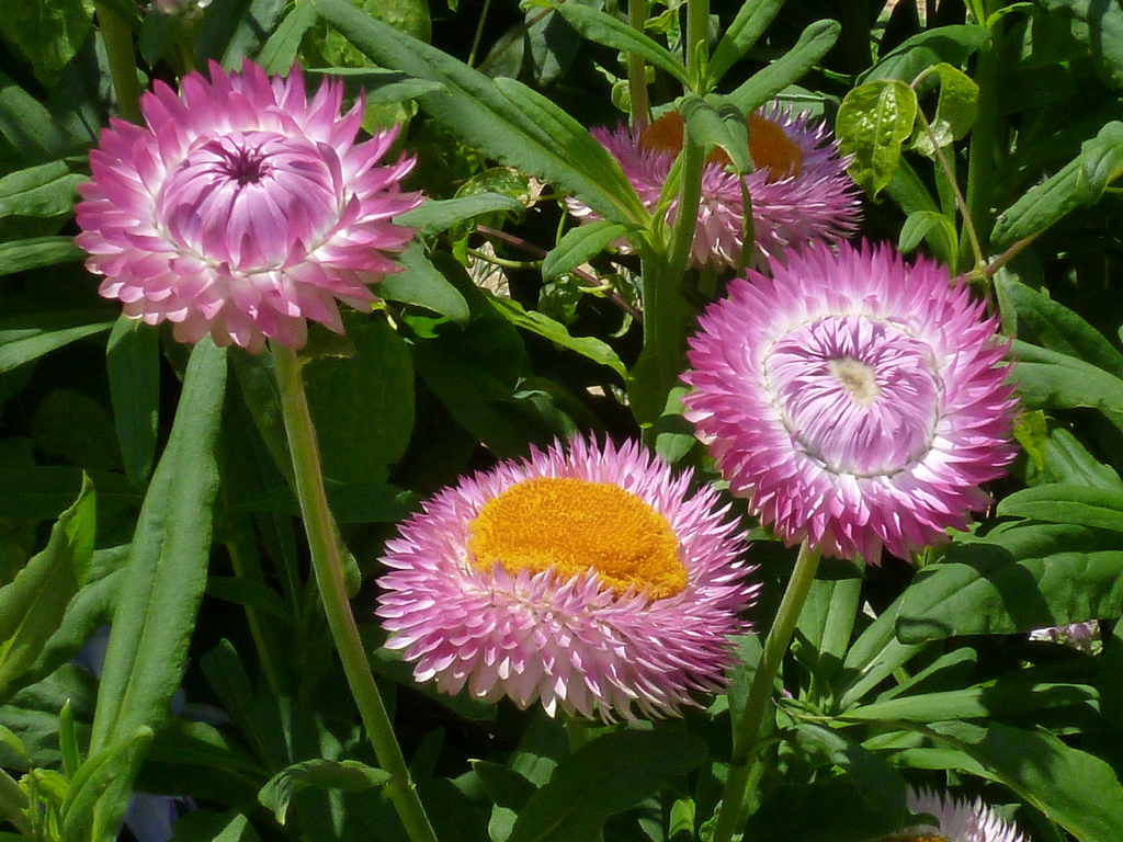 帽子だね ムギワラギクは 陽を浴びて