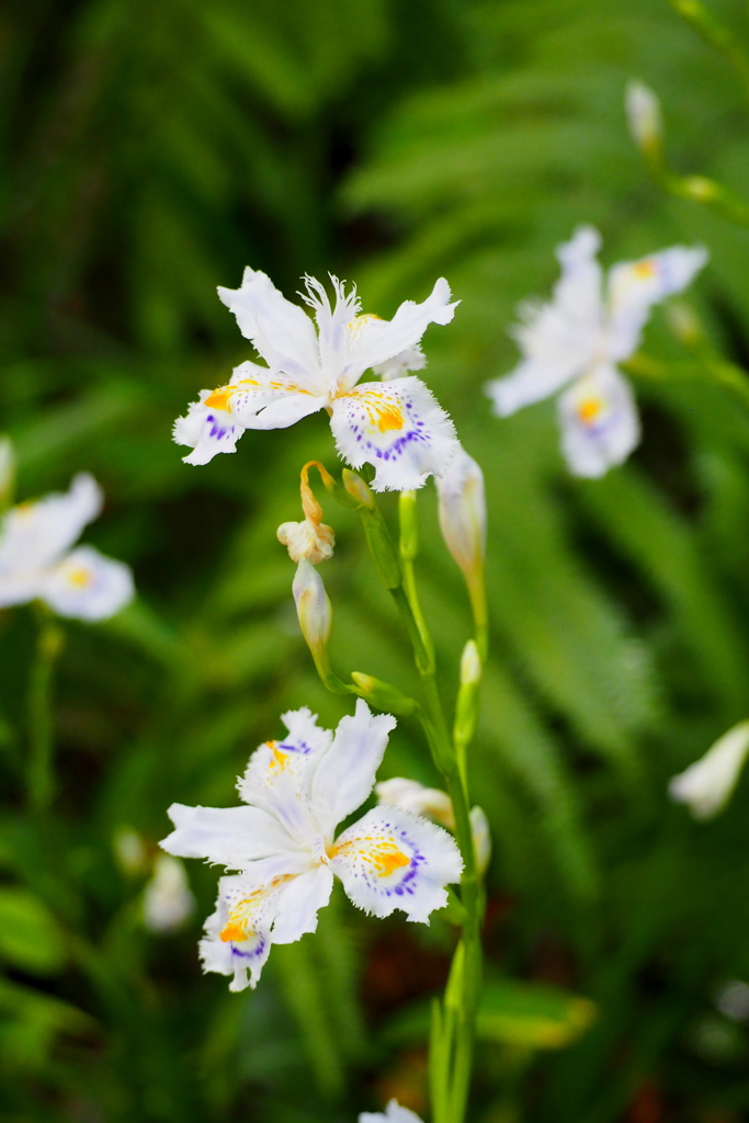 野の道に シャガは盛りと 花の群れ