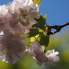 逆光に花透かされて斑色