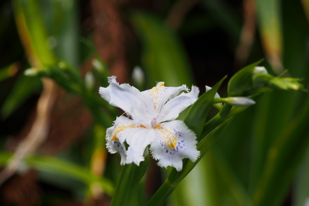 裏道に ひっそり出迎え シャガの花