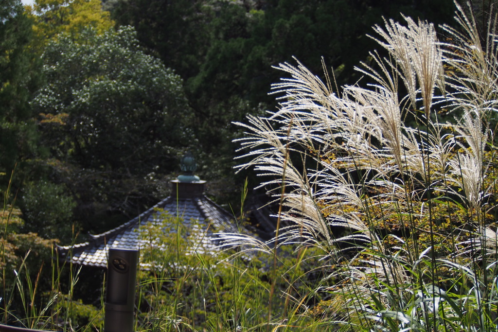 石山や すすき光りて 秋の色