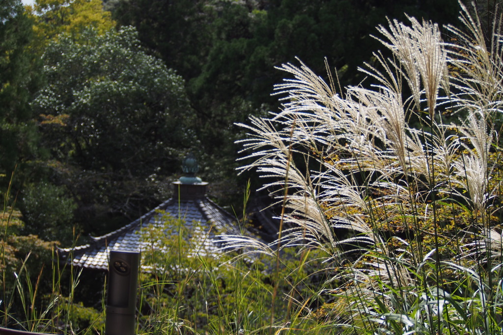 石山や すすき光りて 秋の色