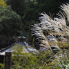 石山や すすき光りて 秋の色