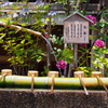 沙羅もあり 心静かに 手を洗う