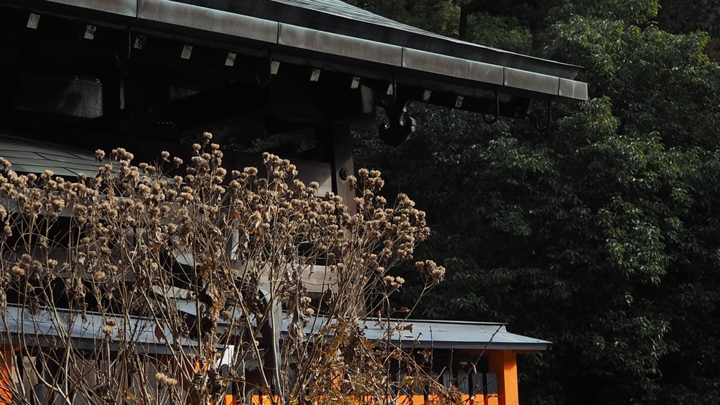 芙蓉の実 渋き色合い 社前