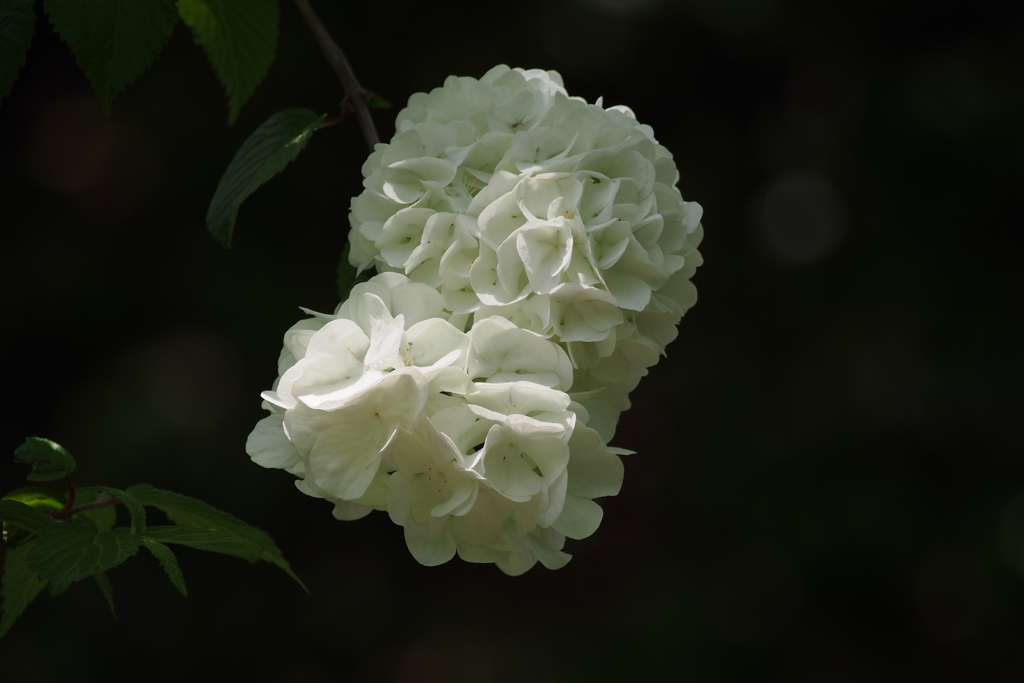 オオデマリ純白の花麗しき