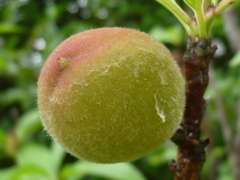 梅の実は熟し色つき桃となる？！