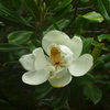 見事なり タイサンボクの 白き花
