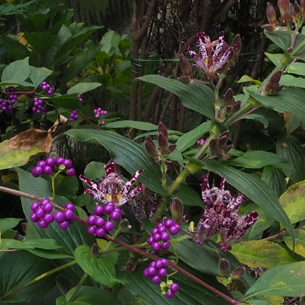 山巡り 紫共演 秋の花