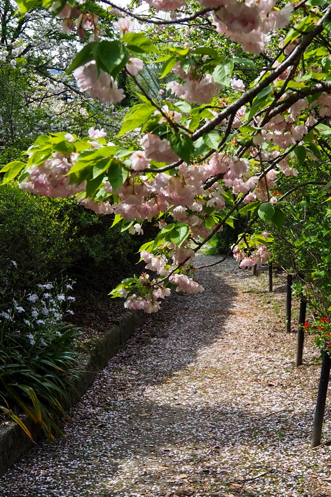 染井散りしも 八重の桜は まだ見頃