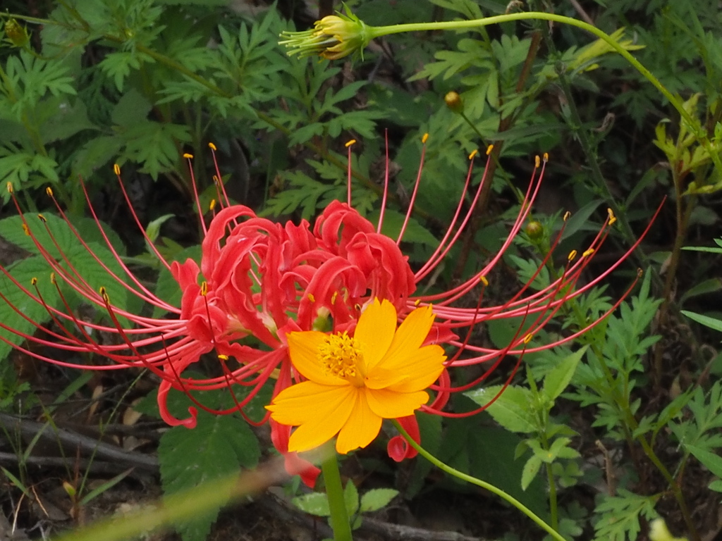 草むらに 黄バナ赤バナ 秋の花