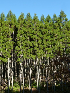 陽光に 直立の杉 気持ち良し