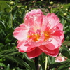 芍薬は 背筋伸ばして 美人顔
