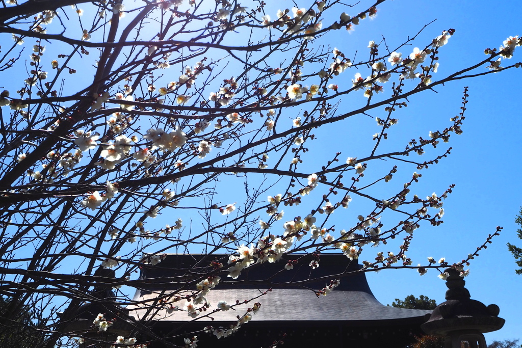 乃木神社 青・黒・白の 春模様