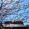 乃木神社 青・黒・白の 春模様