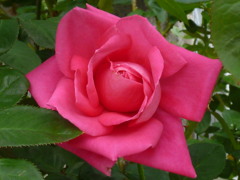 幾重にも バラの花びら ピンク色