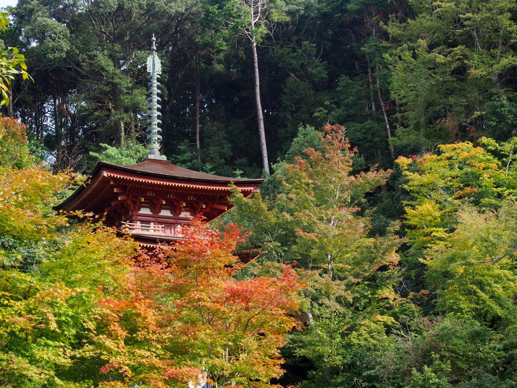 柔らかき 陽ざしに紅葉 朱き塔