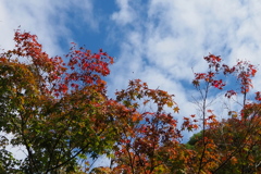 青空に 彩り点々 秋進む