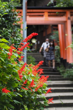 鳥居道 赤きサルビア 色添えし