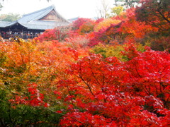 錦秋や 母に見せたし 東福寺