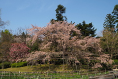 真打の 枝垂れ桜や 姿良し